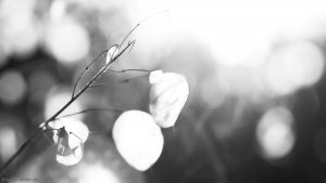 Read more about the article Winter-Poesie (Cyclop 85mm f1.5)